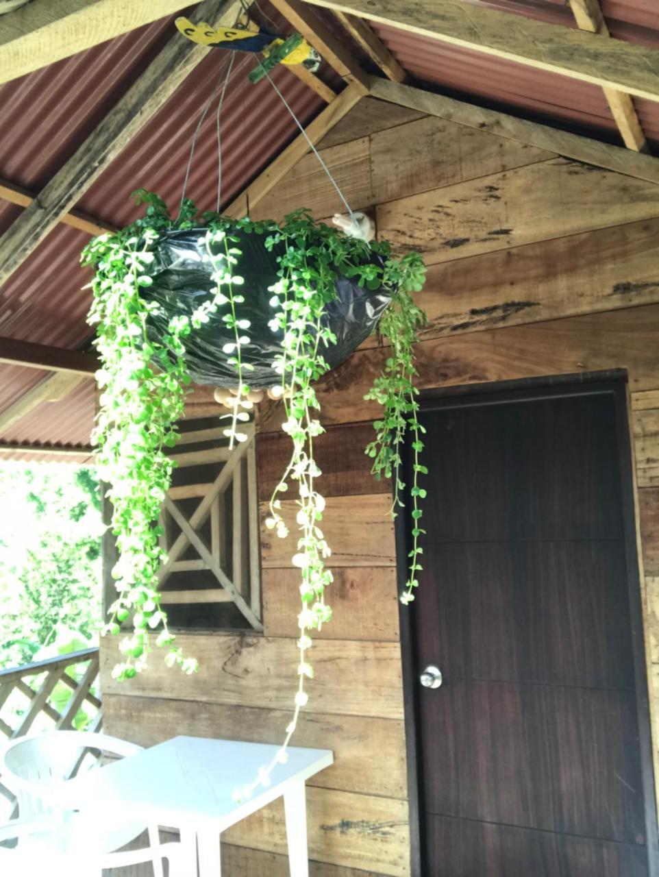 Deep Forest Posadas Ecoturisticas Zaino Kültér fotó
